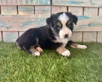 Toy Mini Blue Eyes , a female Miniature American Shepherd for sale in Quartzsite, AZ – 7 of 7