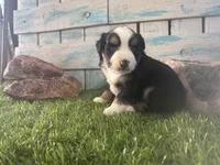 Toy Mini Tri Sweet Tamale , a female Toy Australian Shepherd for sale in Quartzsite, AZ – 7 of 9