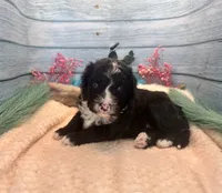 F1 Toy Mini Tuxedo Bi Black Scottsdale, a male Miniature Aussiedoodle for sale in Quartzsite, AZ – 4 of 10