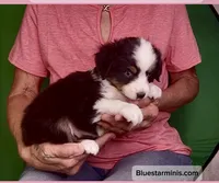 Toy Black Tri with Blue Eyes, a female Toy Australian Shepherd for sale in Quartzsite, AZ – 6 of 6