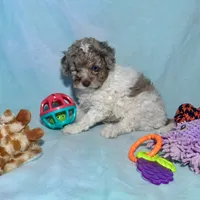 Mini Red Merle Parti F2B , a male Aussiedoodle for sale in Quartzsite, AZ – 2 of 7