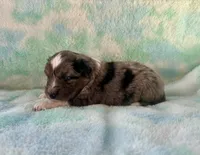 Stunning Toy Mini F1 Blue Merle, a male Aussiedoodle and Poodle - Miniature  for sale in Quartzsite, AZ – 7 of 7