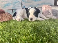 F2B Miniature Black and White Parti , a male Poodle - Miniature  and Miniature Aussiedoodle for sale in Quartzsite, AZ – 4 of 7