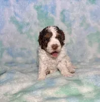 Toy Mini F2B Red Phantom Tri Parti , a male Poodle - Miniature  and Miniature Aussiedoodle for sale in Quartzsite, AZ – 3 of 7