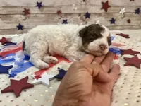 F2B Mini Red Tri Parti , a male Aussiedoodle for sale in Quartzsite, AZ – 5 of 10