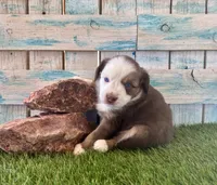 Handsome Toy Red Tri Blue Eyes, a male Toy Australian Shepherd for sale in Quartzsite, AZ – 10 of 10