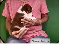 Toy Red Tri Blue Eyes Girl , a female Toy Australian Shepherd for sale in Quartzsite, AZ – 2 of 7