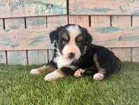 Toy Mini Blue Eyes , a female Miniature American Shepherd for sale in Quartzsite, AZ – 3 of 7