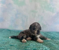 Toy Mini Blue Merle F1B Mango , a male Miniature Aussiedoodle for sale in Quartzsite, AZ – Photo 8 of 10