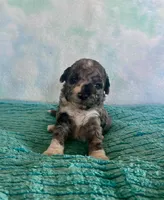 Toy Mini Blue Merle F1B Mango , a male Miniature Aussiedoodle for sale in Quartzsite, AZ – Photo 3 of 10