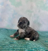 Toy Mini Blue Merle F1B Mango , a male Miniature Aussiedoodle for sale in Quartzsite, AZ – Photo 1 of 10