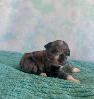 Toy Mini Blue Merle F1B Mango , a male Miniature Aussiedoodle for sale in Quartzsite, AZ – Photo 6 of 10