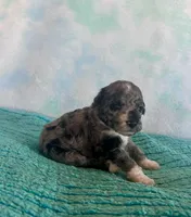 Toy Mini Blue Merle F1B Mango , a male Miniature Aussiedoodle for sale in Quartzsite, AZ – Photo 2 of 10