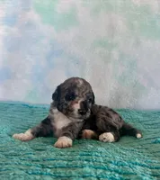 Toy Mini Blue Merle F1B Mango , a male Miniature Aussiedoodle for sale in Quartzsite, AZ – Photo 5 of 10