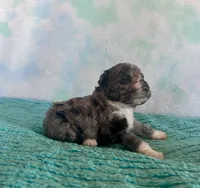Toy Mini Blue Merle F1B Mango , a male Miniature Aussiedoodle for sale in Quartzsite, AZ – Photo 9 of 10