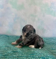 Toy Mini Blue Merle F1B Mango , a male Miniature Aussiedoodle for sale in Quartzsite, AZ – Photo 7 of 10