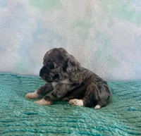 Toy Mini Blue Merle F1B Mango , a male Miniature Aussiedoodle for sale in Quartzsite, AZ – Photo 4 of 10