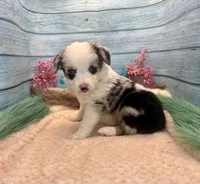 Toy Mini Blue Merle Blue Eyes Baby Ruth, a female Miniature Australian Shepherd for sale in Quartzsite, AZ – 2 of 10