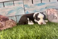 F1 Toy Mini Red Tri Tuxedo, a male Aussiedoodle and Poodle - Miniature  for sale in Quartzsite, AZ – 5 of 7