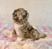 F2B Toy Mini Coming Soon All Colors, a  Miniature Aussiedoodle for sale in Quartzsite, AZ – 2 of 10
