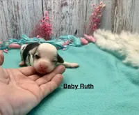 Toy Mini Baby Ruth Blue Merle, a female Miniature Australian Shepherd for sale in Quartzsite, AZ – 3 of 5