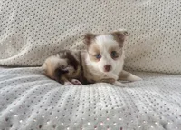 Toy Mini Red Merle Blue Eyes Sunday, a female Toy Australian Shepherd for sale in Quartzsite, AZ – 7 of 10