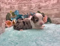 Toy Mini Blue Merle Blue Eye Butterfingers, a female Toy Australian Shepherd for sale in Quartzsite, AZ – 1 of 9