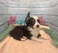 Toy Mini Blue Eyes Black Tri Almond Joy, a female Miniature Australian Shepherd for sale in Quartzsite, AZ – 5 of 9