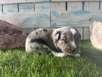 Toy Mini F1 Blue Merle, a male Aussiedoodle and Poodle - Miniature  for sale in Quartzsite, AZ – 5 of 6