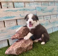 Gorgeous Red Tri Blue Eyes , a male Toy Australian Shepherd for sale in Quartzsite, AZ – 4 of 10