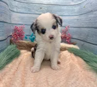 Toy Mini Blue Merle Blue Eyes Baby Ruth, a female Miniature Australian Shepherd for sale in Quartzsite, AZ – 8 of 10