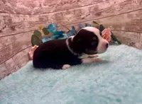Toy Mini Black Tri Blye Eyes Almond Joy, a female Miniature Australian Shepherd for sale in Quartzsite, AZ – 6 of 10