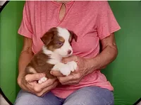 Toy Red Tri Blue Eyes Girl , a female Toy Australian Shepherd for sale in Quartzsite, AZ – 4 of 7