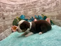 Toy Mini Red Tri Milky Way Blue Eyes, a female Miniature Australian Shepherd for sale in Quartzsite, AZ – 9 of 10