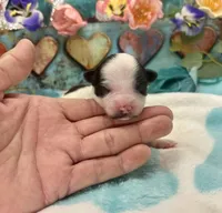 Mini F2B Black White Parti Pumpkin Pie, a male Aussiedoodle for sale in Quartzsite, AZ – 3 of 5