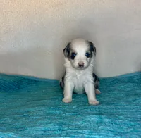 Blue Eyes Blue Merle , a female Toy Australian Shepherd for sale in Quartzsite, AZ – 3 of 6