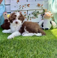 Coming Soon F1 Expecting All Colors , a  Aussiedoodle for sale in Quartzsite, AZ – 9 of 10