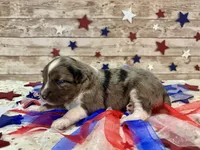 F1 Toy Mini Blue Merle Stunning , a male Miniature Aussiedoodle for sale in Quartzsite, AZ – 5 of 10
