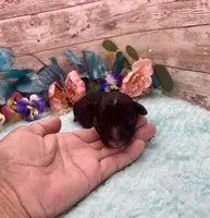Toy Mini F1 Black and White Tuxedo Tempe, a female Miniature Aussiedoodle for sale in Quartzsite, AZ – 2 of 5