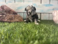 Toy Mini F2B Blue Merle , a female Poodle - Miniature  and Miniature Aussiedoodle for sale in Quartzsite, AZ – 3 of 6