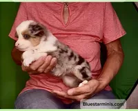 Toy Blue Merle Blue Eyes, a female Toy Australian Shepherd for sale in Quartzsite, AZ – 5 of 8