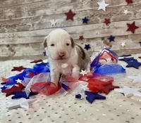 Toy Mini F1 Red Merle Parti , a female Miniature Aussiedoodle for sale in Quartzsite, AZ – 8 of 9
