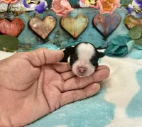 F2B Miniature Black and White Licorice Pie, a male Aussiedoodle for sale in Quartzsite, AZ – 3 of 5