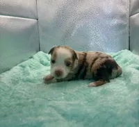 Toy Red Merle Blue Eyes, a female Toy Australian Shepherd for sale in Quartzsite, AZ – 2 of 6