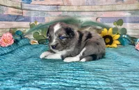 F1 Toy Mini Blue Merle , a male Miniature Aussiedoodle for sale in Quartzsite, AZ – 7 of 10