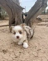 Toy Mini Red Merle Blue Eyes, a female Miniature Australian Shepherd for sale in Quartzsite, AZ – 3 of 7