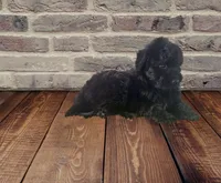 Beautiful F1 Black , a female Aussiedoodle for sale in Quartzsite, AZ – 4 of 7