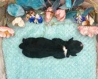 F1 Toy Mini Tuxedo Scottsdale Black , a male Miniature Aussiedoodle for sale in Quartzsite, AZ – 4 of 5
