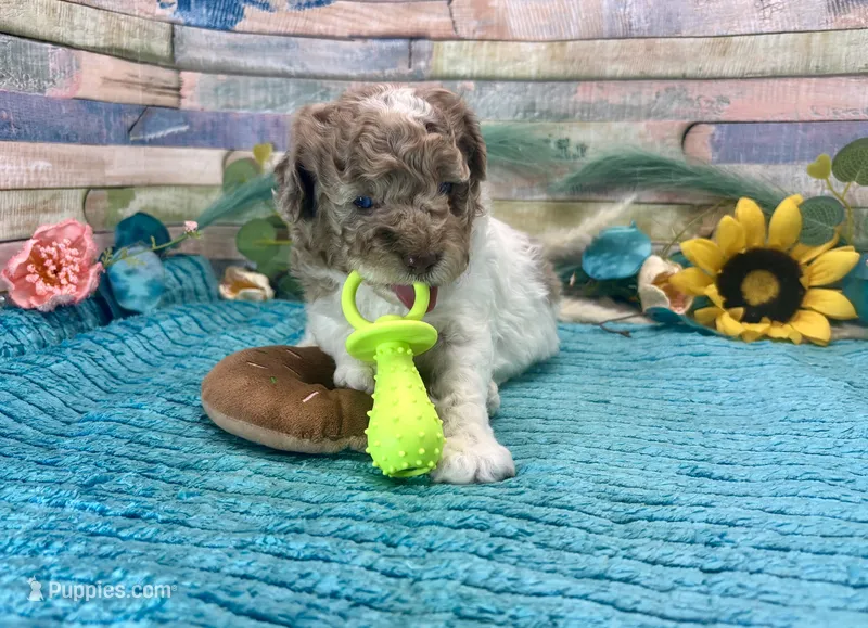 Miniature F2B Red Merle Parti  – Aussiedoodle puppy for sale in Quartzsite, AZ
