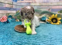 Miniature F2B Red Merle Parti , a male Aussiedoodle for sale in Quartzsite, AZ – 1 of 10